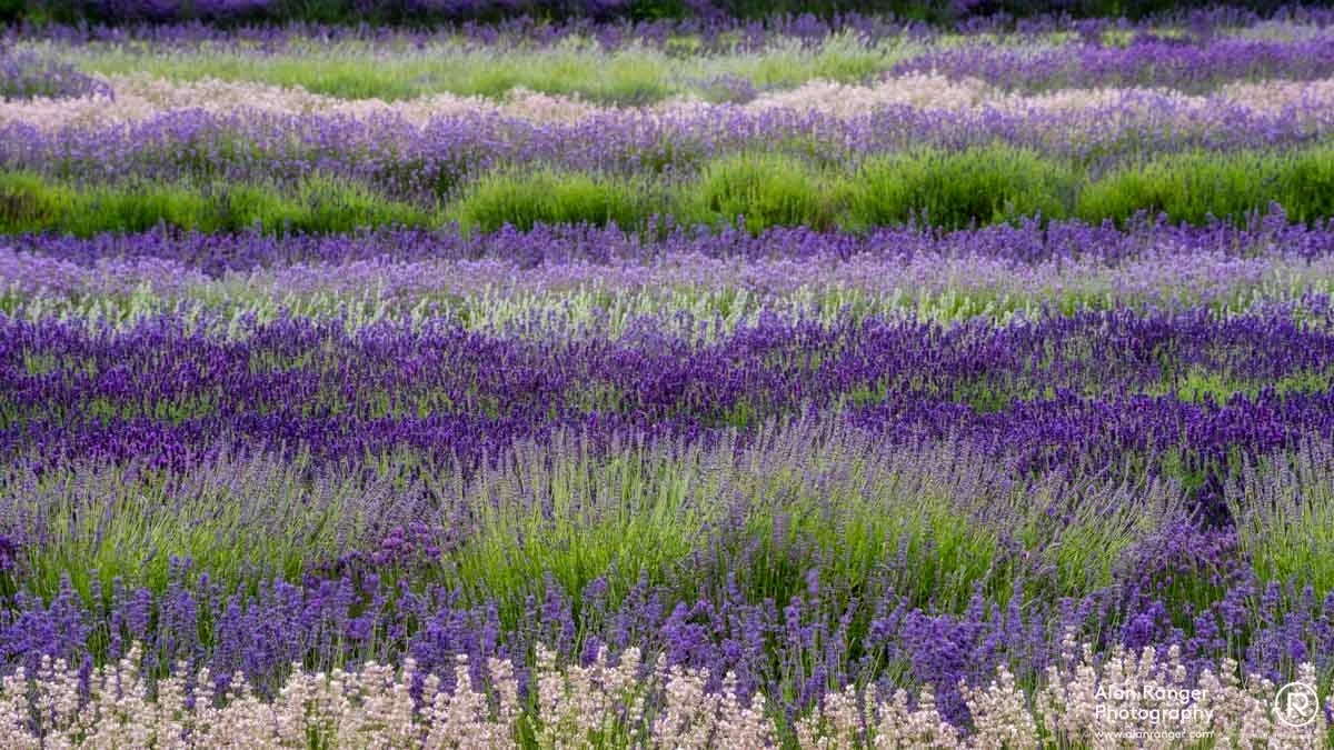 lavender stripes
