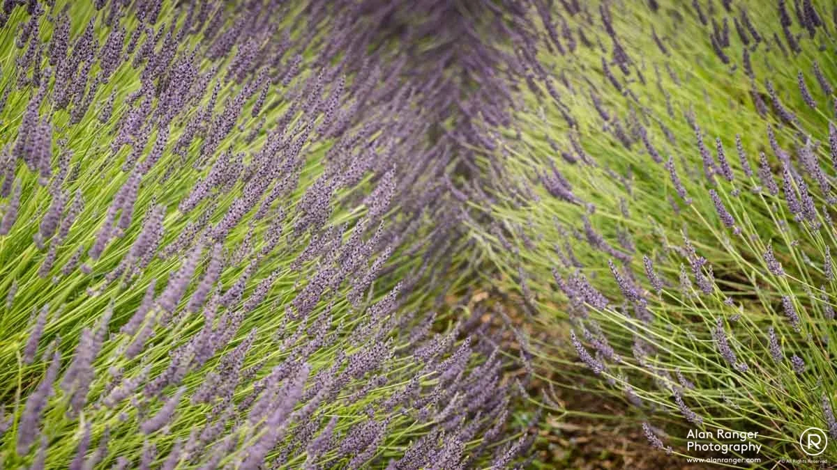 lavender sways