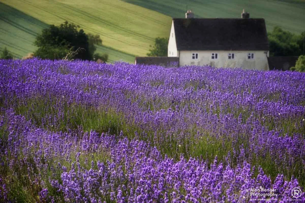 Provence en Angleterre