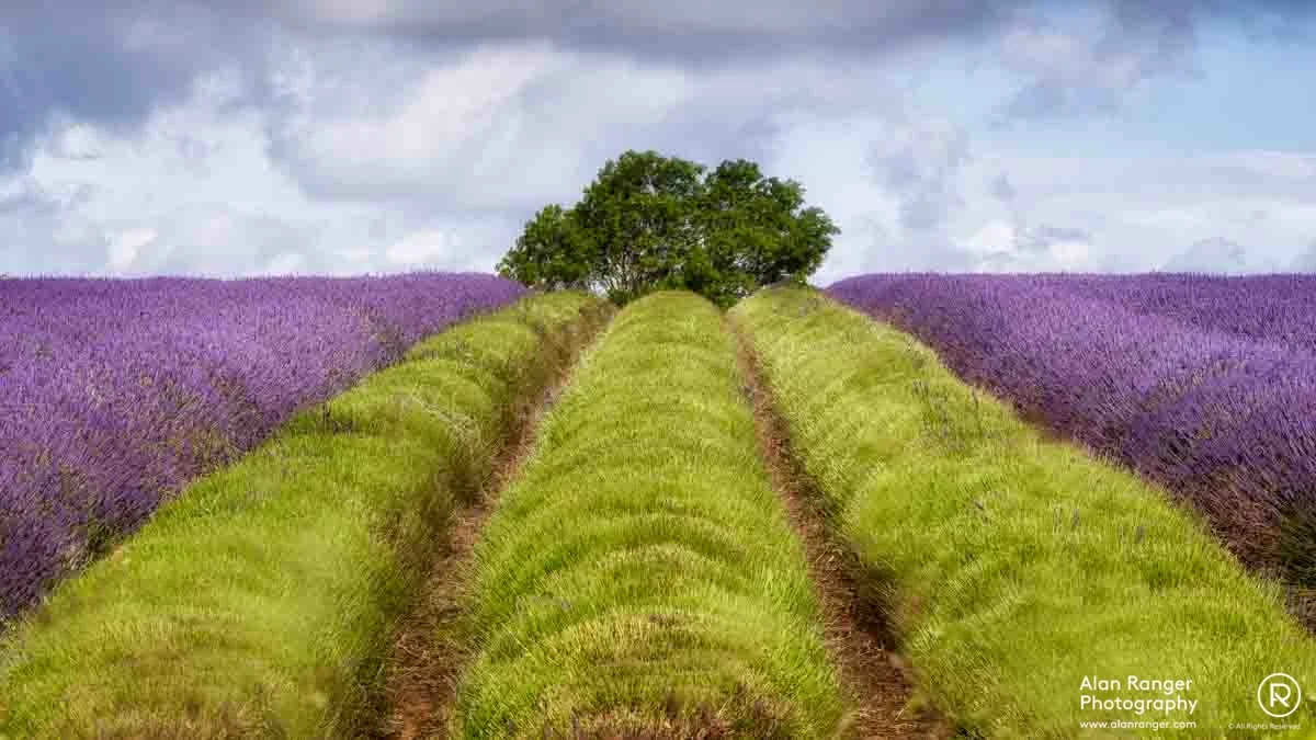 sergeant lavender