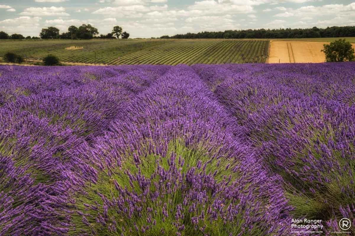 lavender buzz