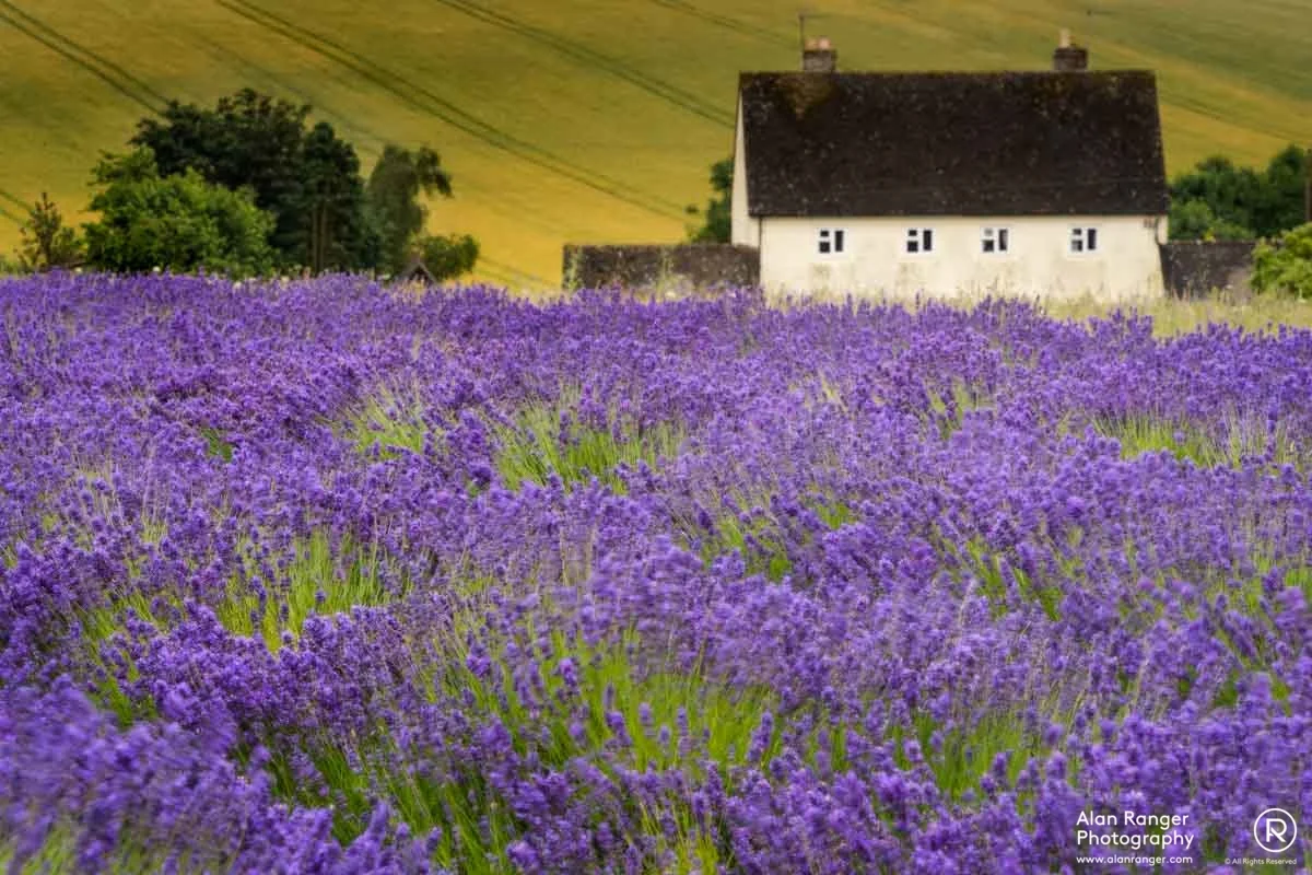 lavender cottage