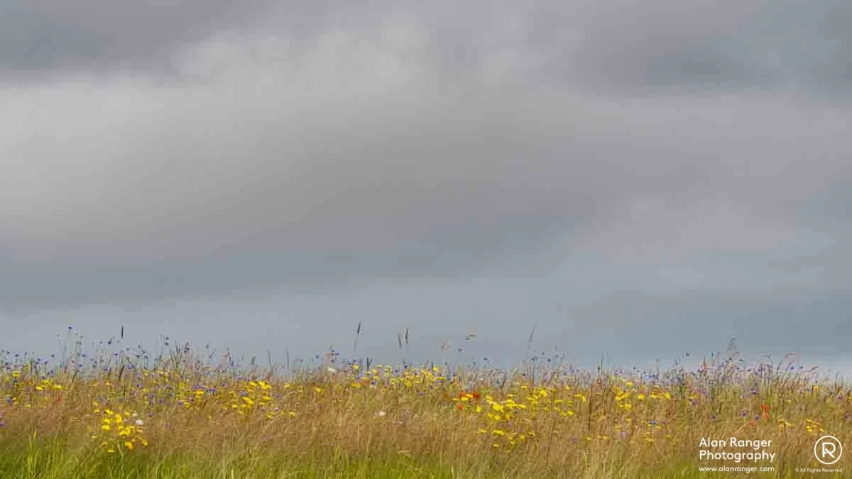 meadow