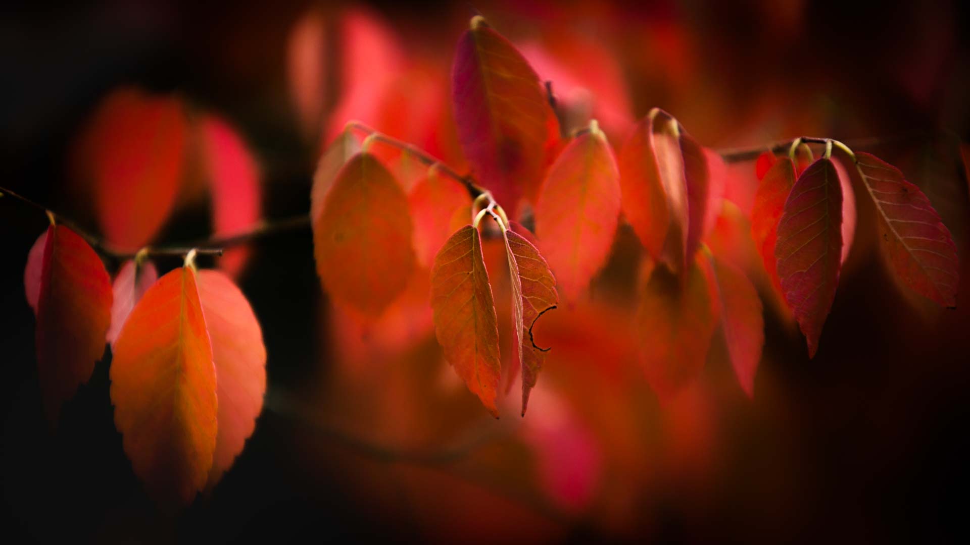 blush