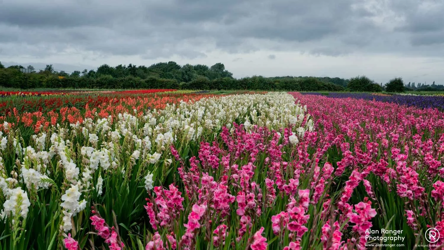 gladiolus field 3