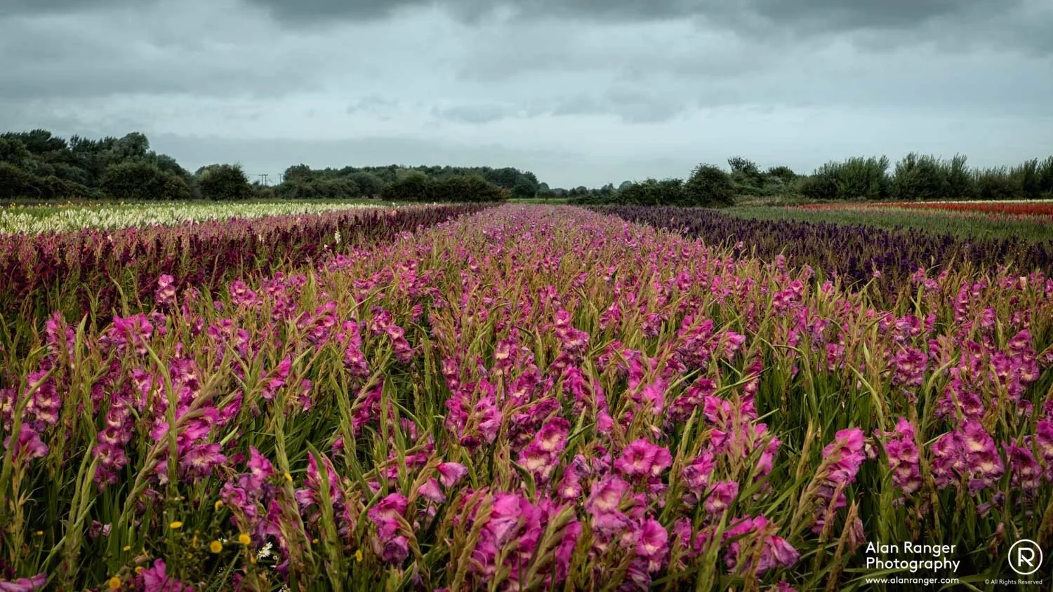 gladiolus field 4