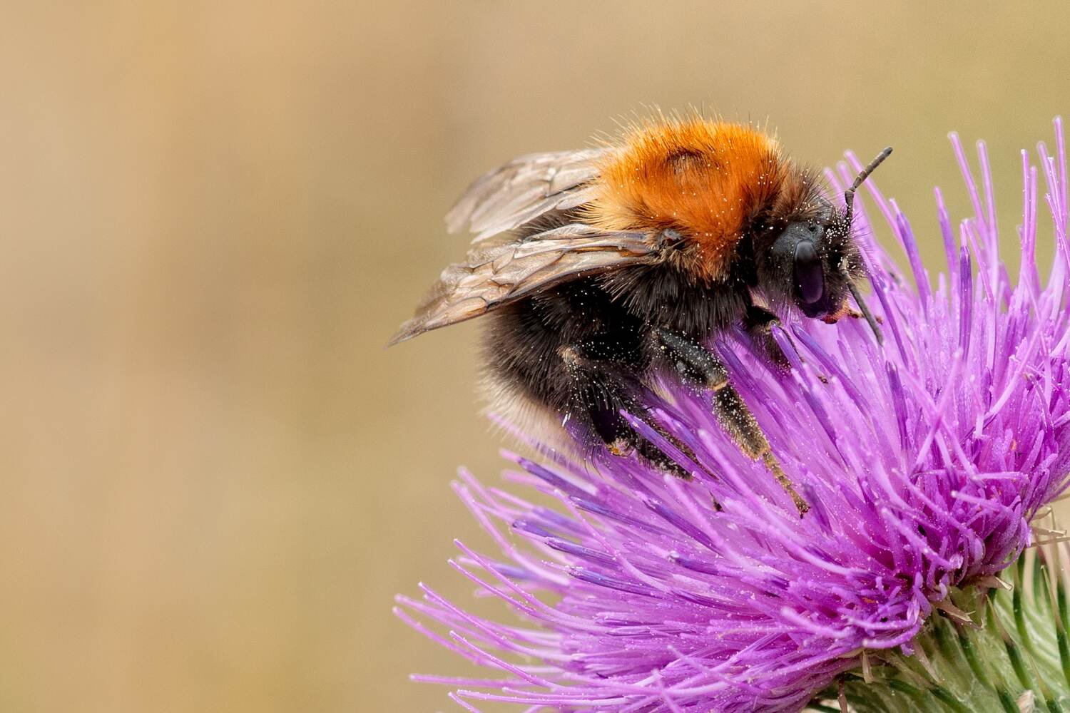 Understanding Depth of Field in Photography