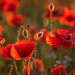 Poppy Fields Photography Workshops | Worcestershire