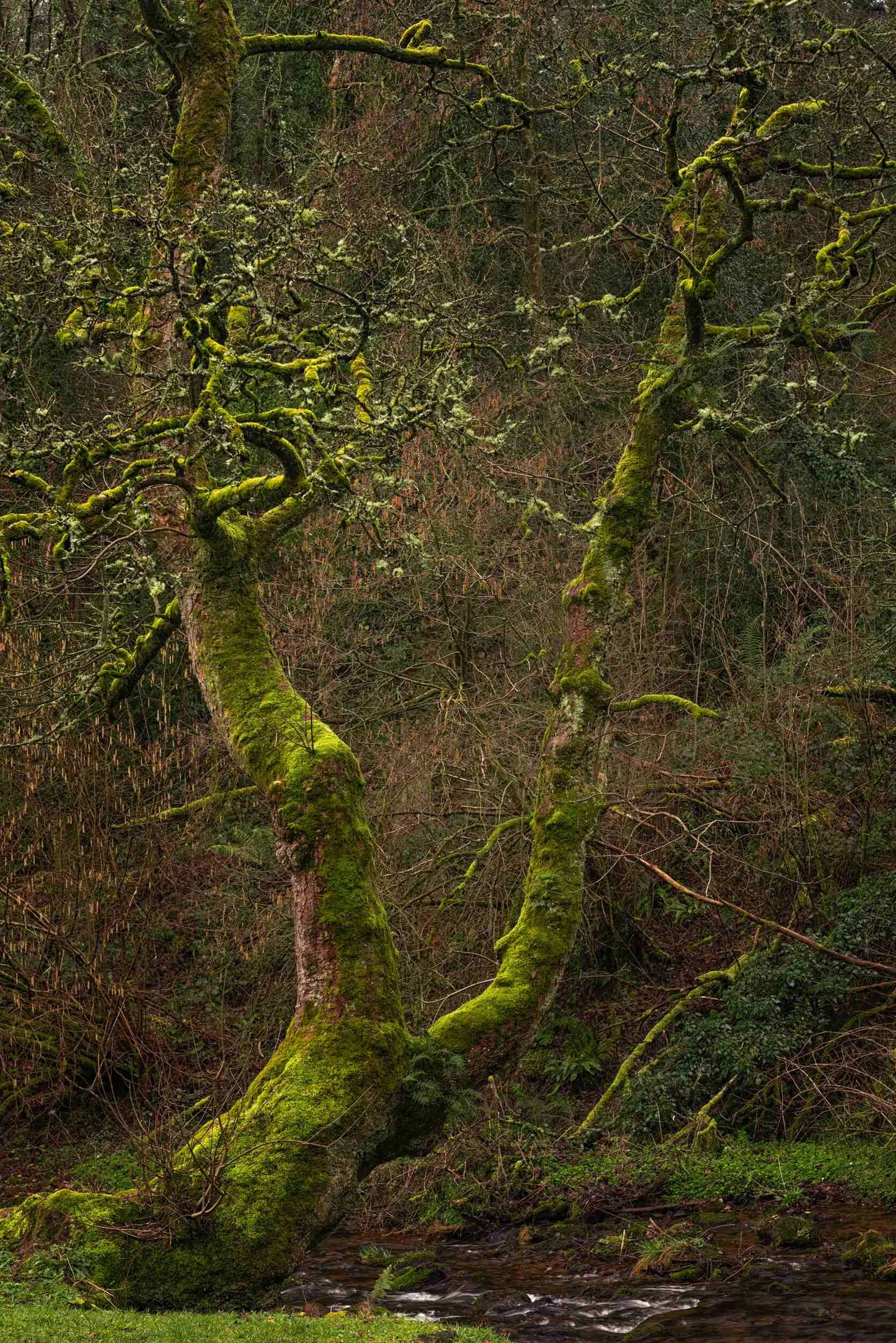 Nant Mill