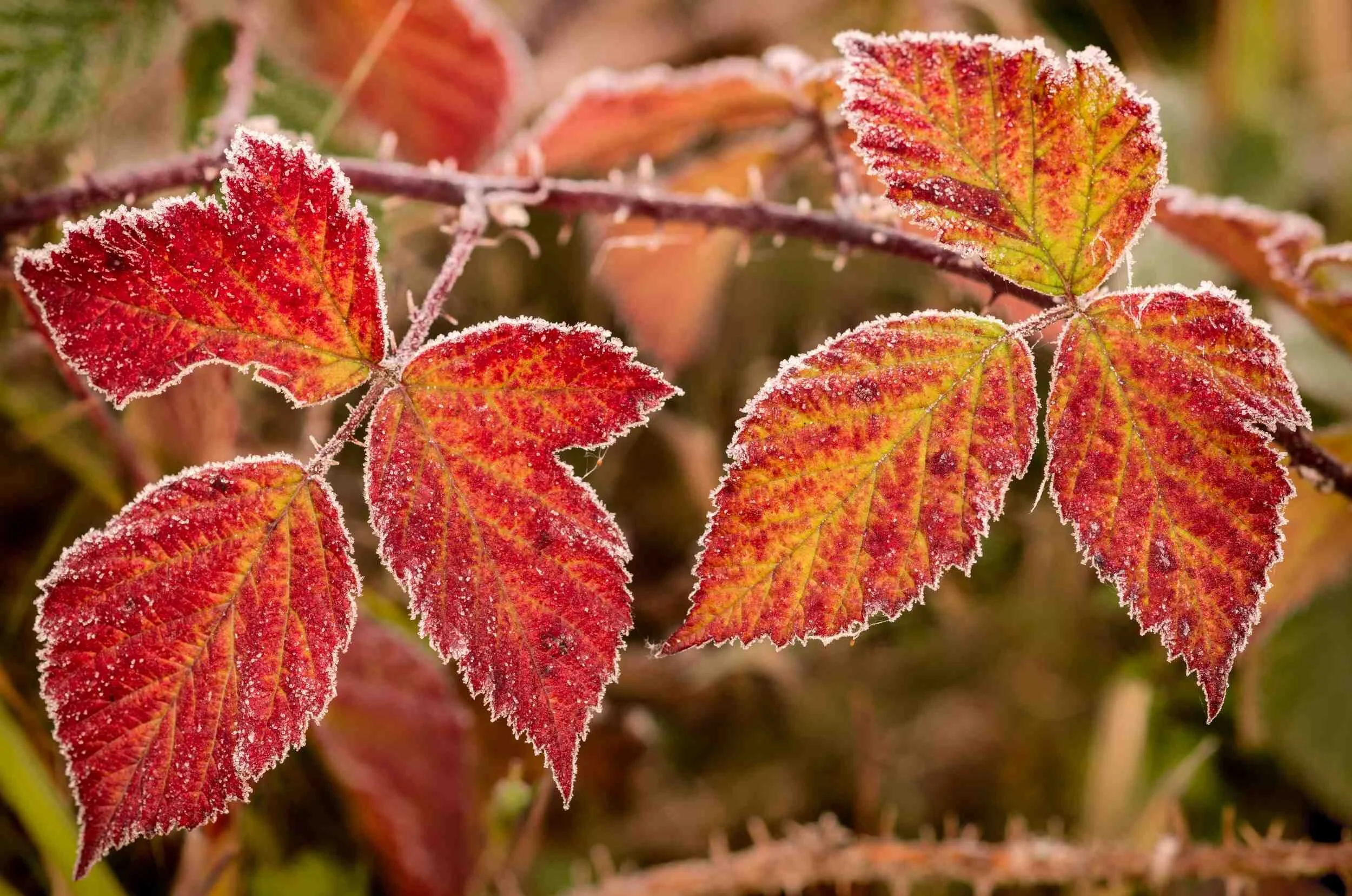 Sugar Coated Leaves