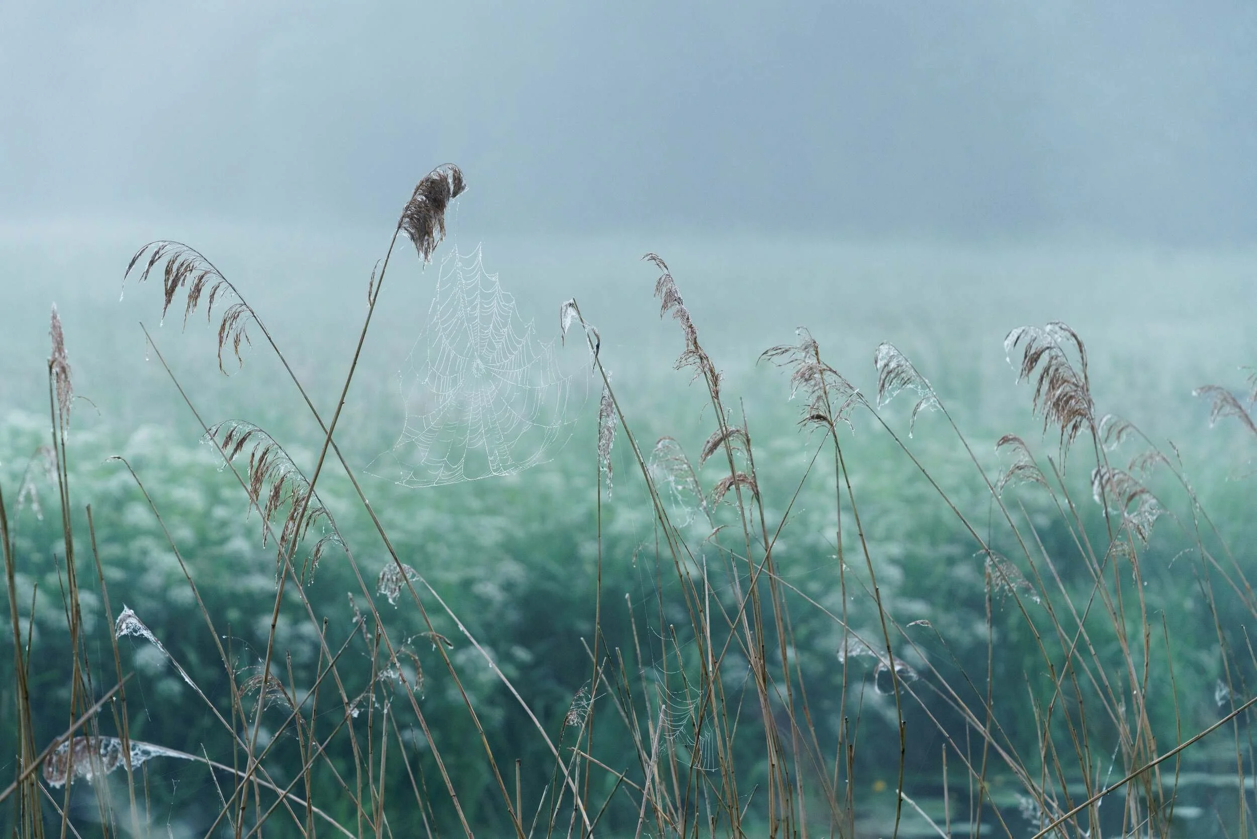 Avalon Marsh #01 - Jun 2021