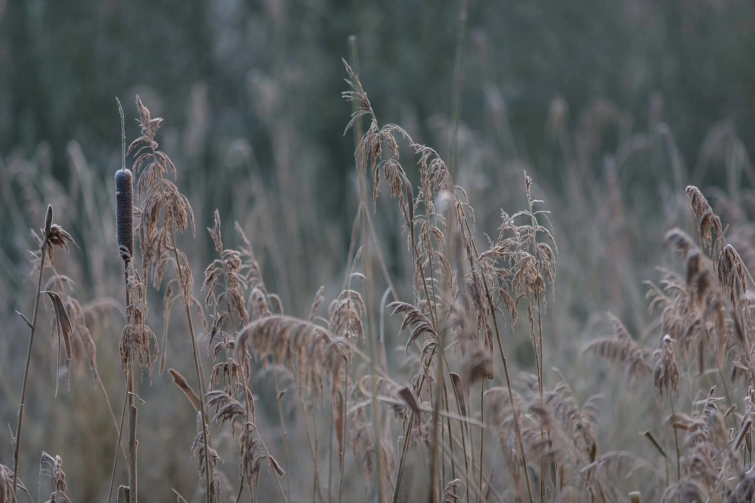 Brandon Marsh 1