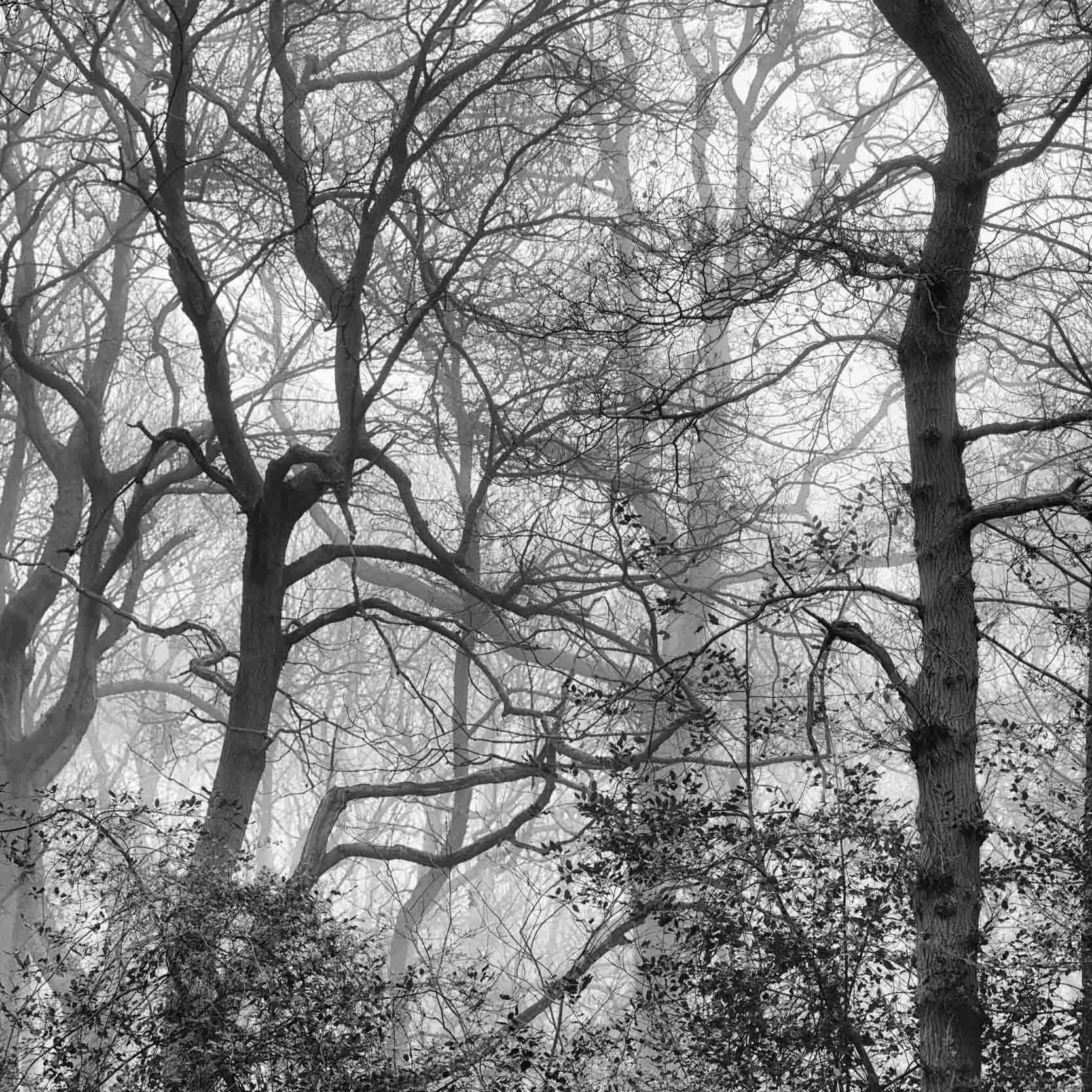 The Secrets of Woodland Photography - 1-Day Masterclass 11-1