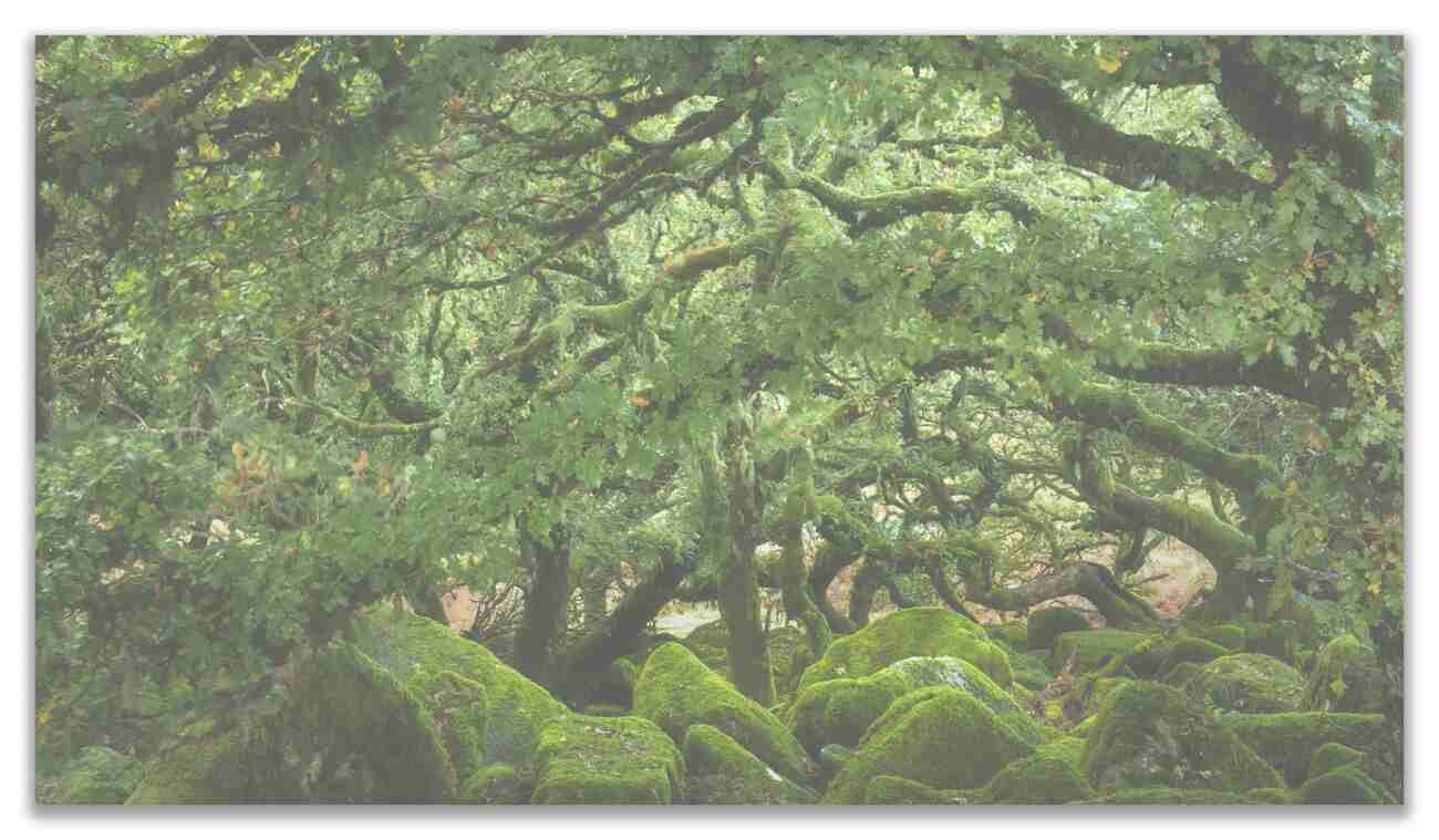 Dartmoor Woodlands, Moors & Tors