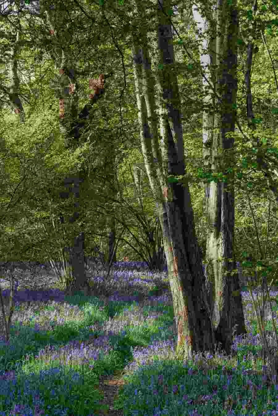 Bluebell Woodlands Warwickshire #12 - April 2022.jpg