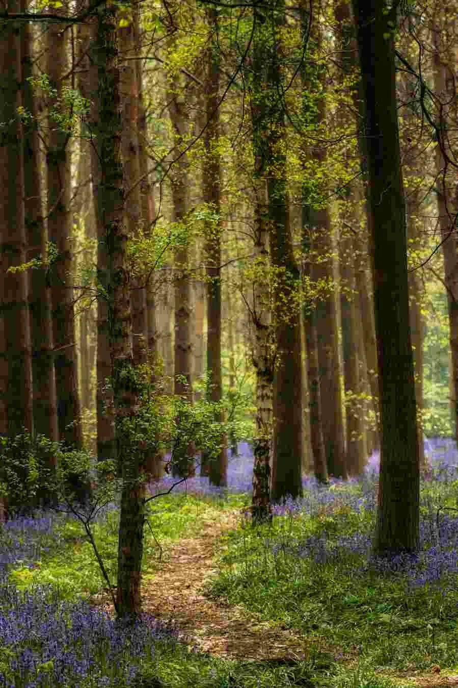 Bluebells 9.jpg