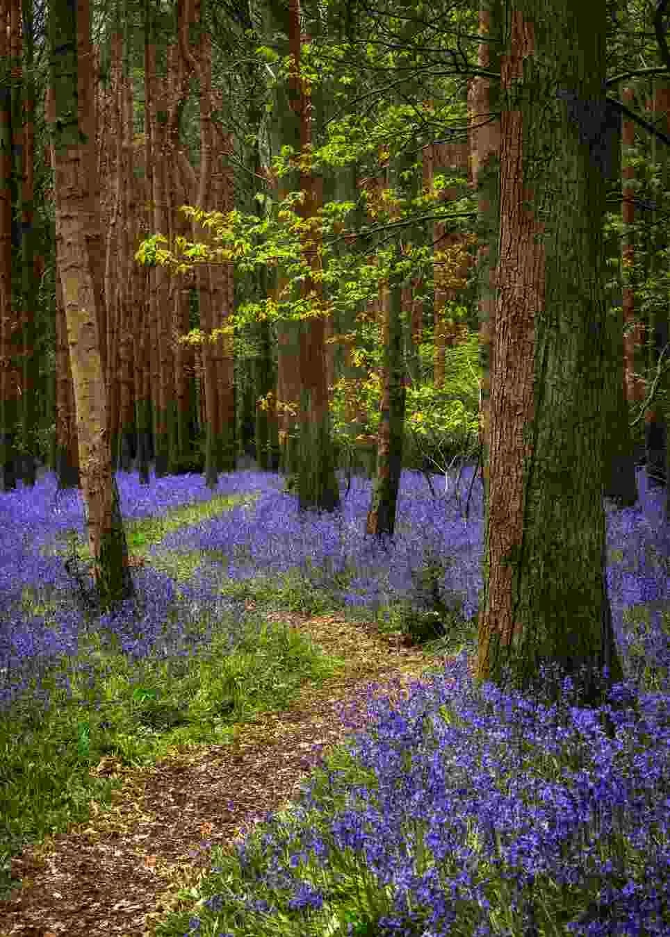 bluebells 6.jpg