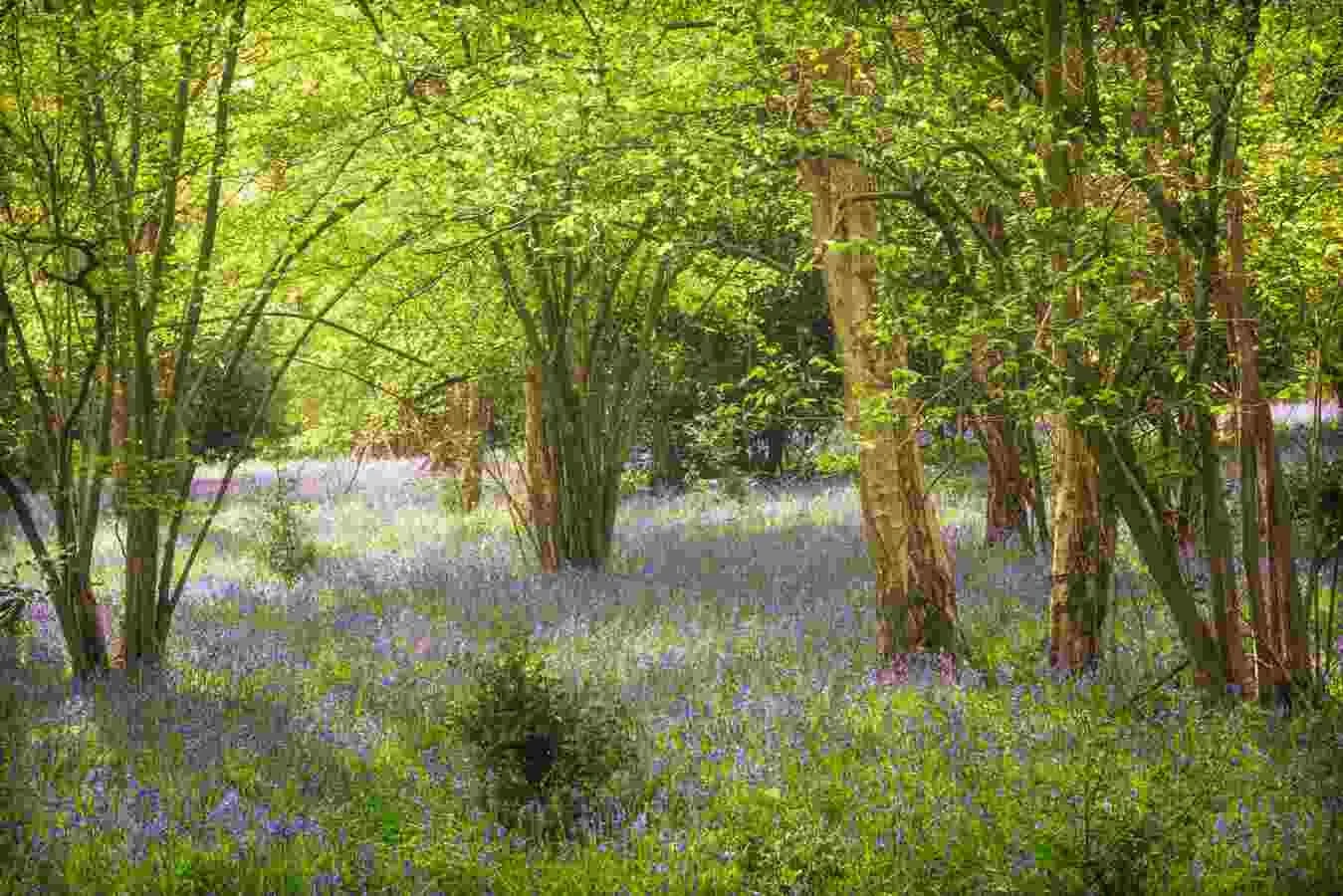 bluebell Woodlands Warwickshire #16 - April 2022.jpg