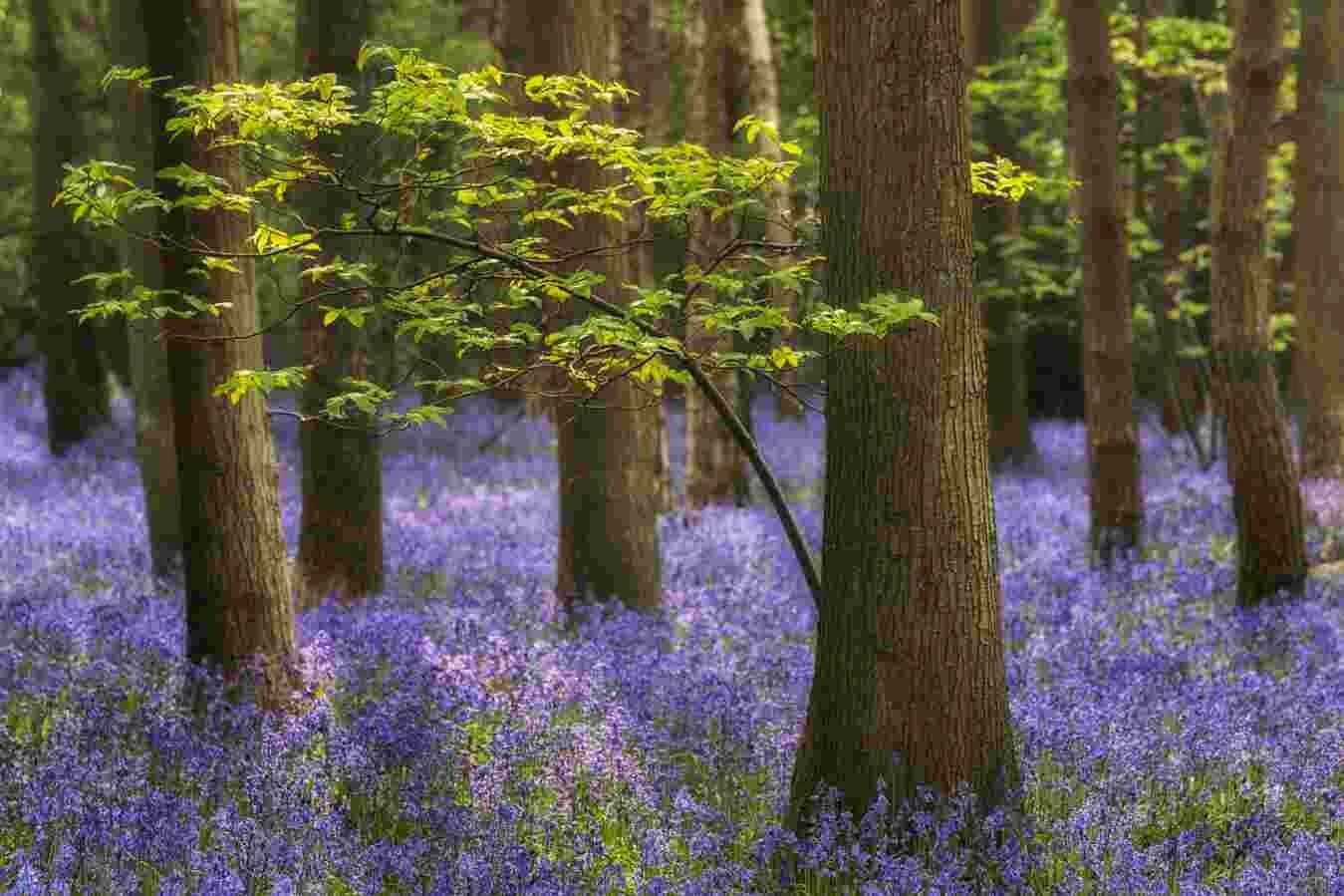 Bluebells 11.jpg
