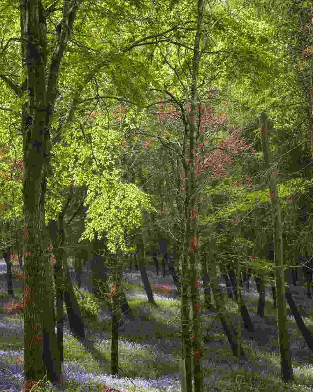 Bluebell Woodlands Warwickshire #18 - April 2022.jpg