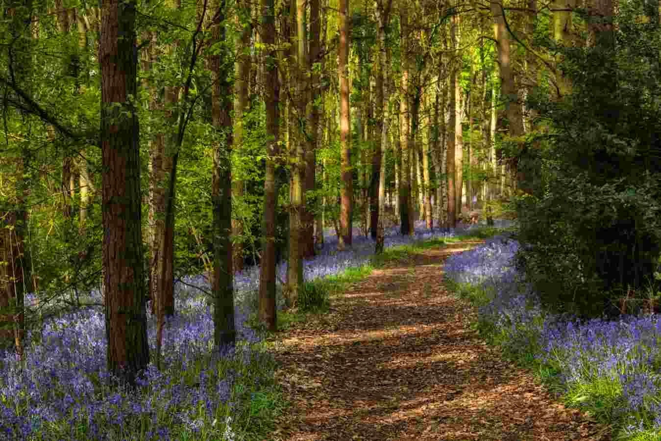 Bluebells 3.jpg