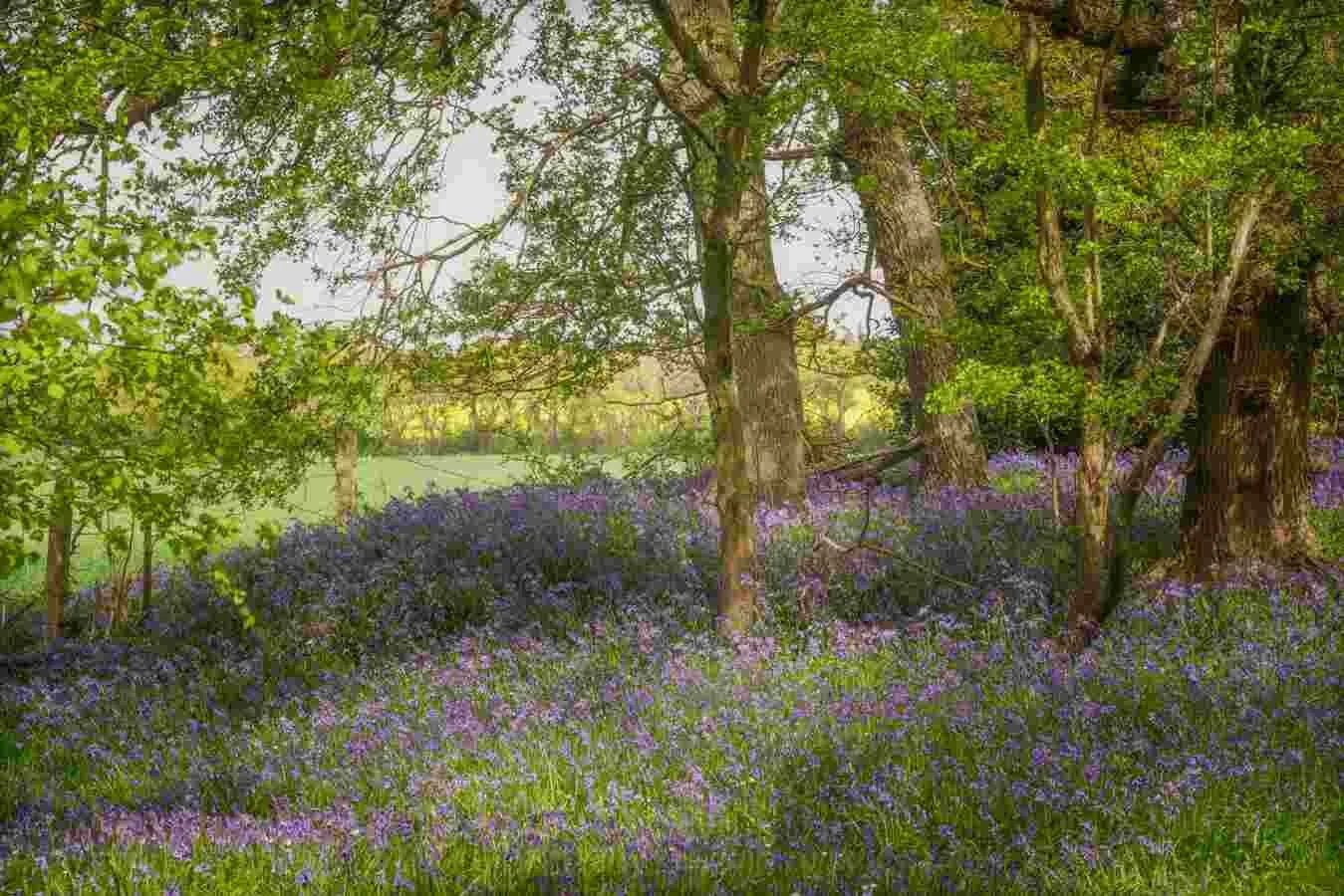 bluebell Woodlands Warwickshire #17 - April 2022.jpg