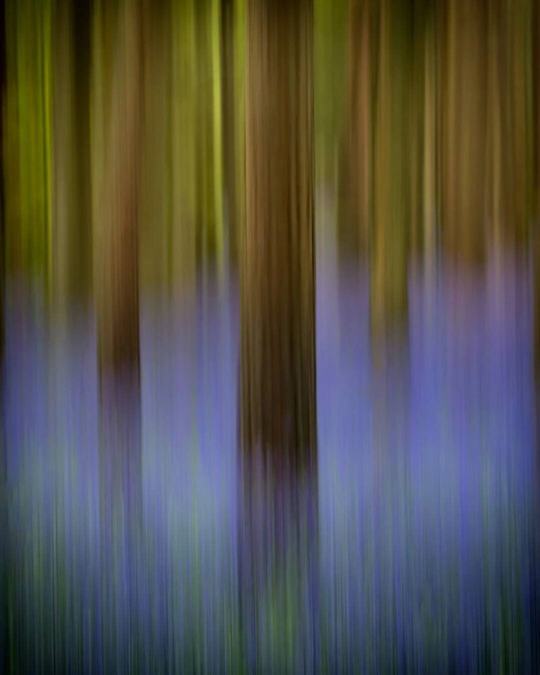 Bluebells 7.jpg