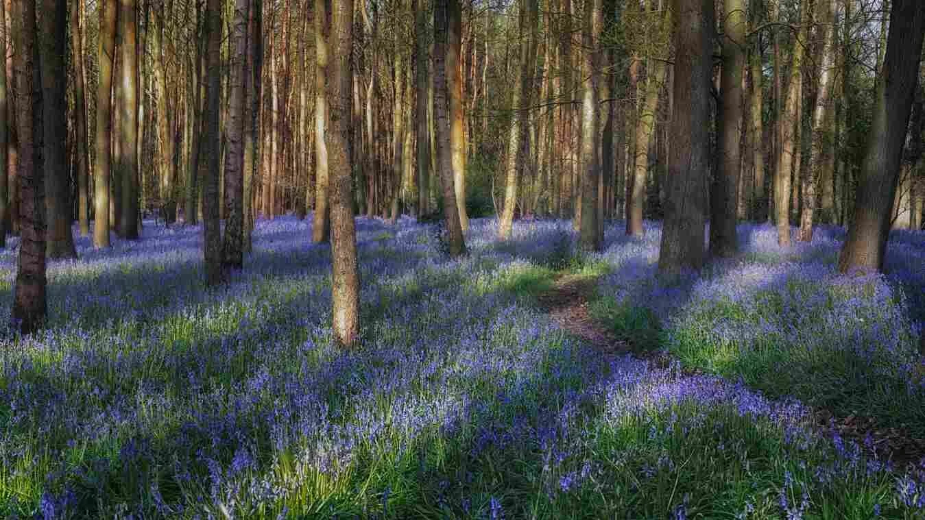 Bluebell Woods 2018.jpg
