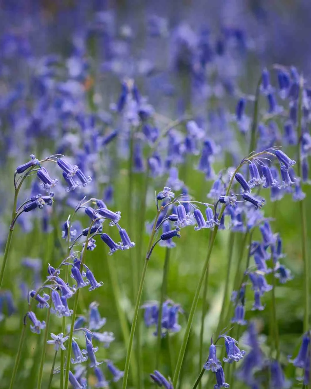 Bluebell Woods 2019 3.jpg