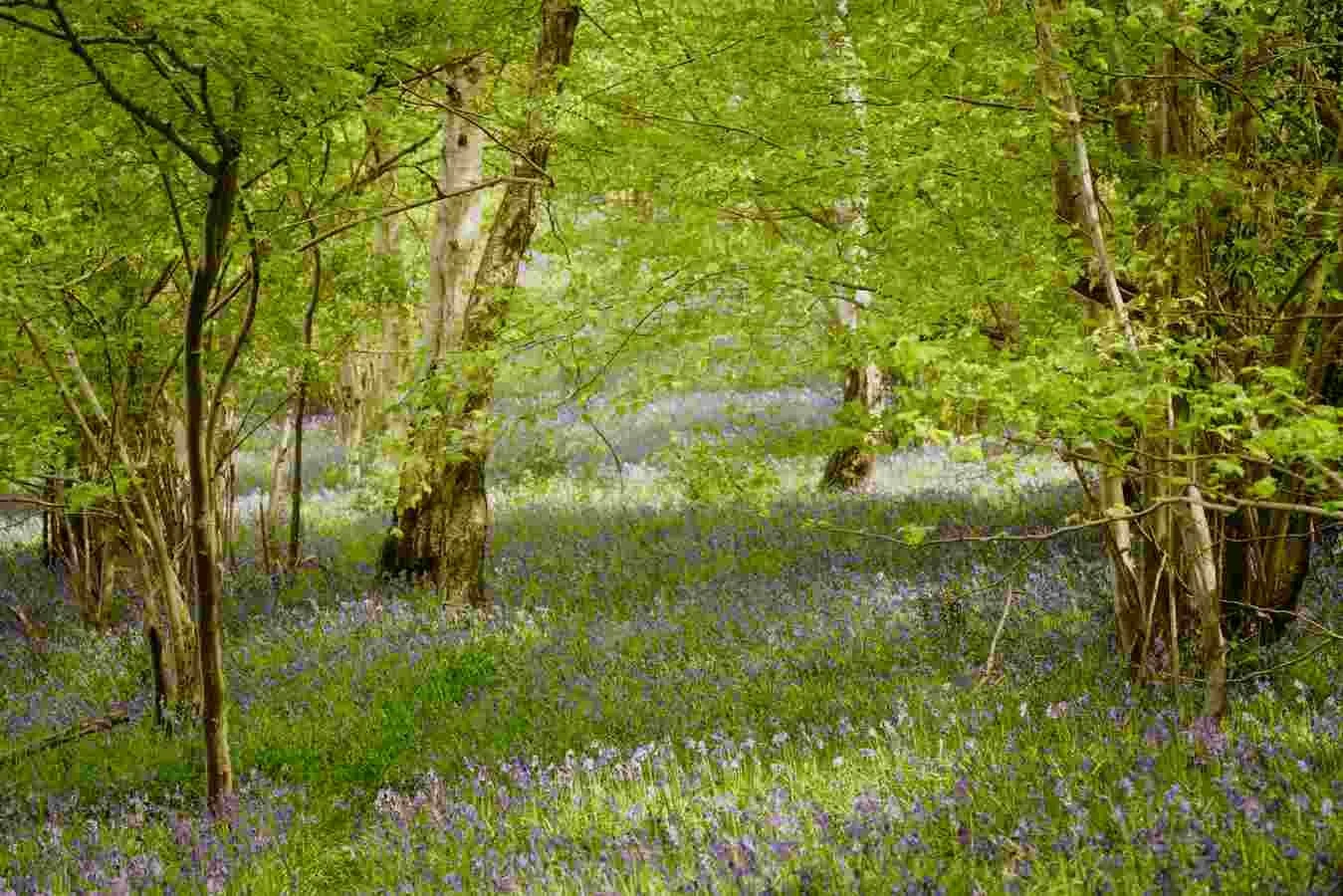 Bluebell Woodlands Warwickshire #15 - April 2022.jpg