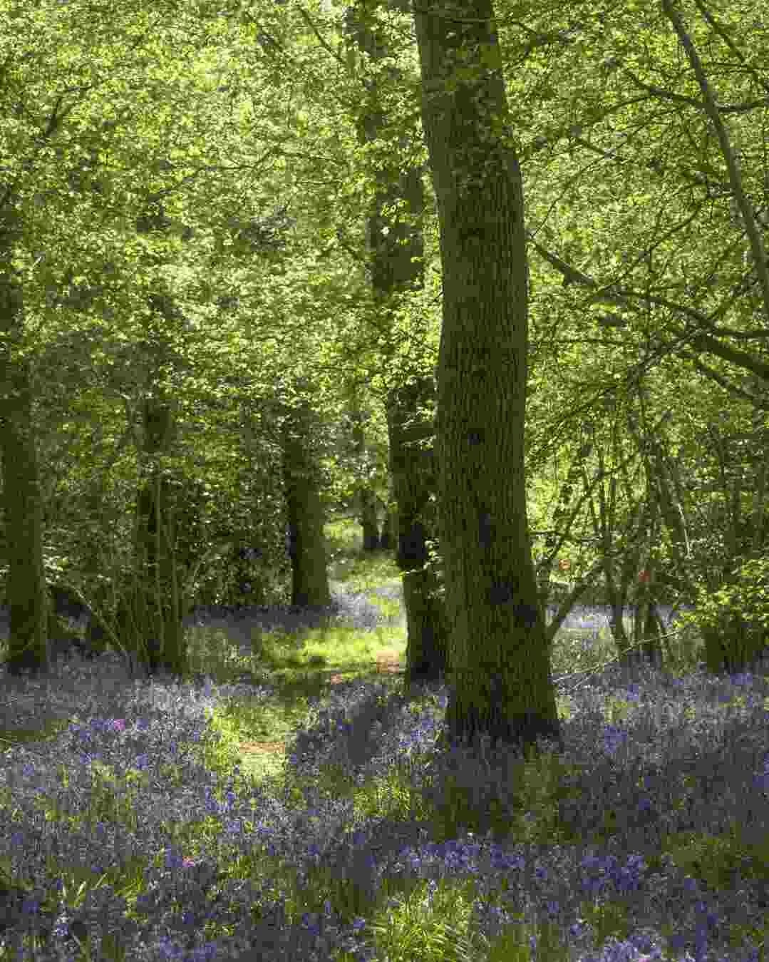 bluebell Woodlands Warwickshire #23 - April 2022.jpg