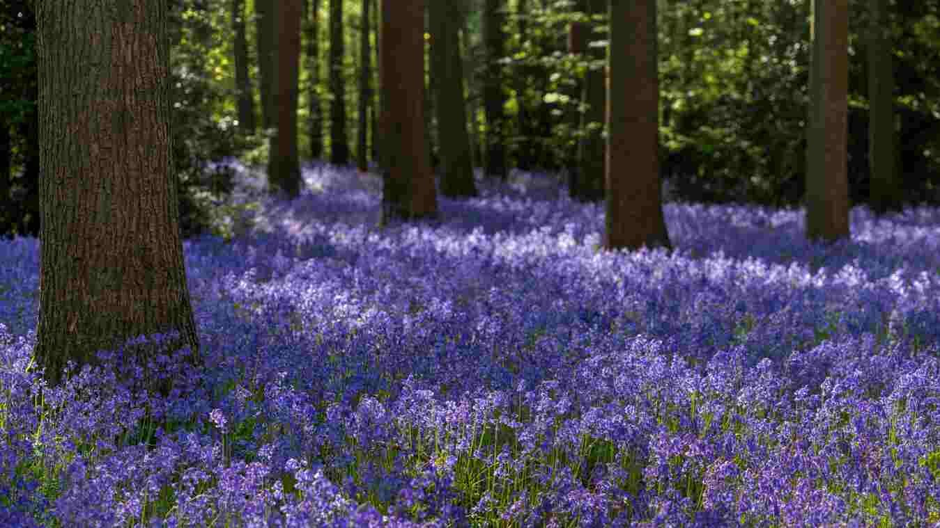 Bluebell Woodlands.jpg