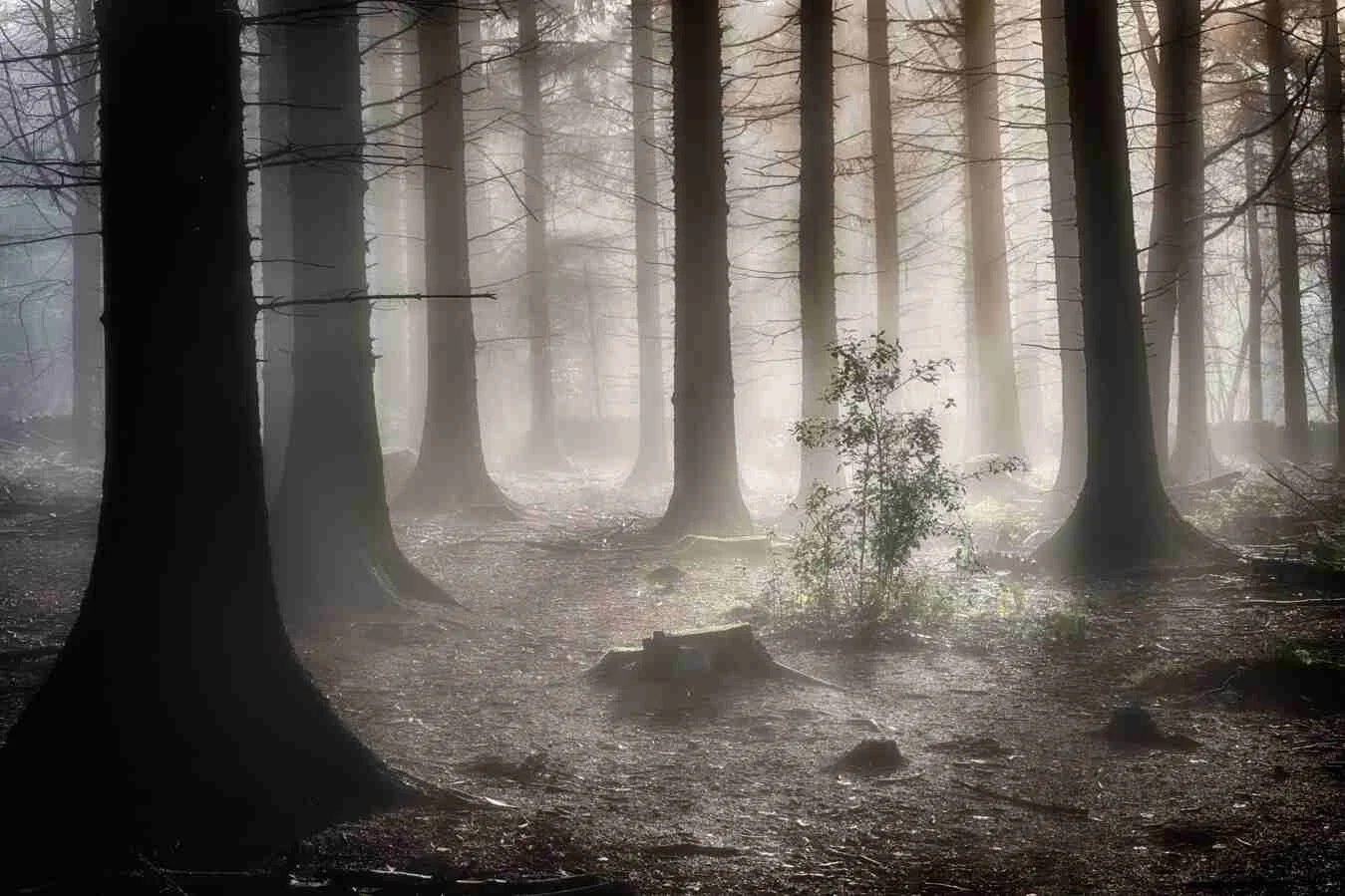 How to Improve your Woodland Photography | Woodland Pictures