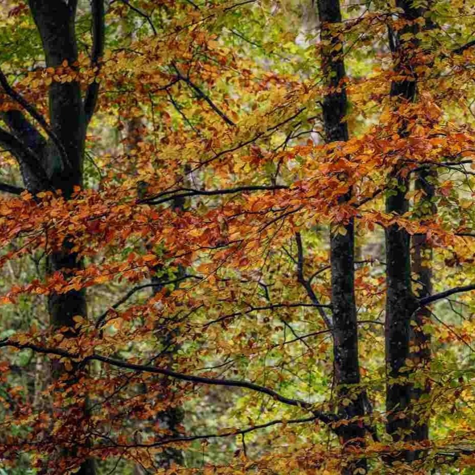 Photographing Autumn - UK landscape photography guide
