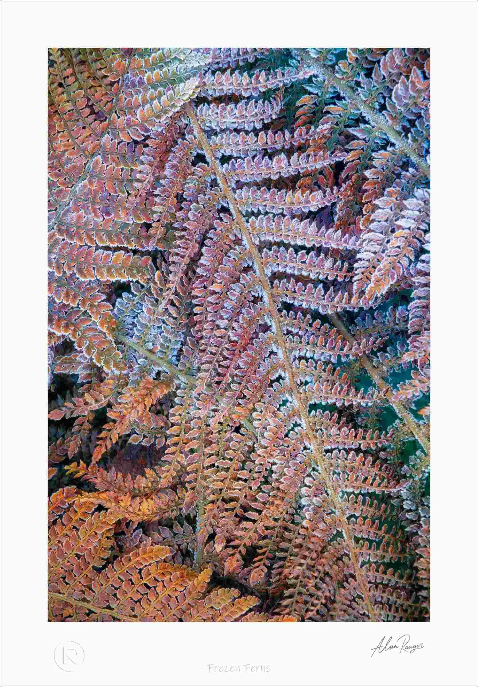 Frozen Ferns.jpg