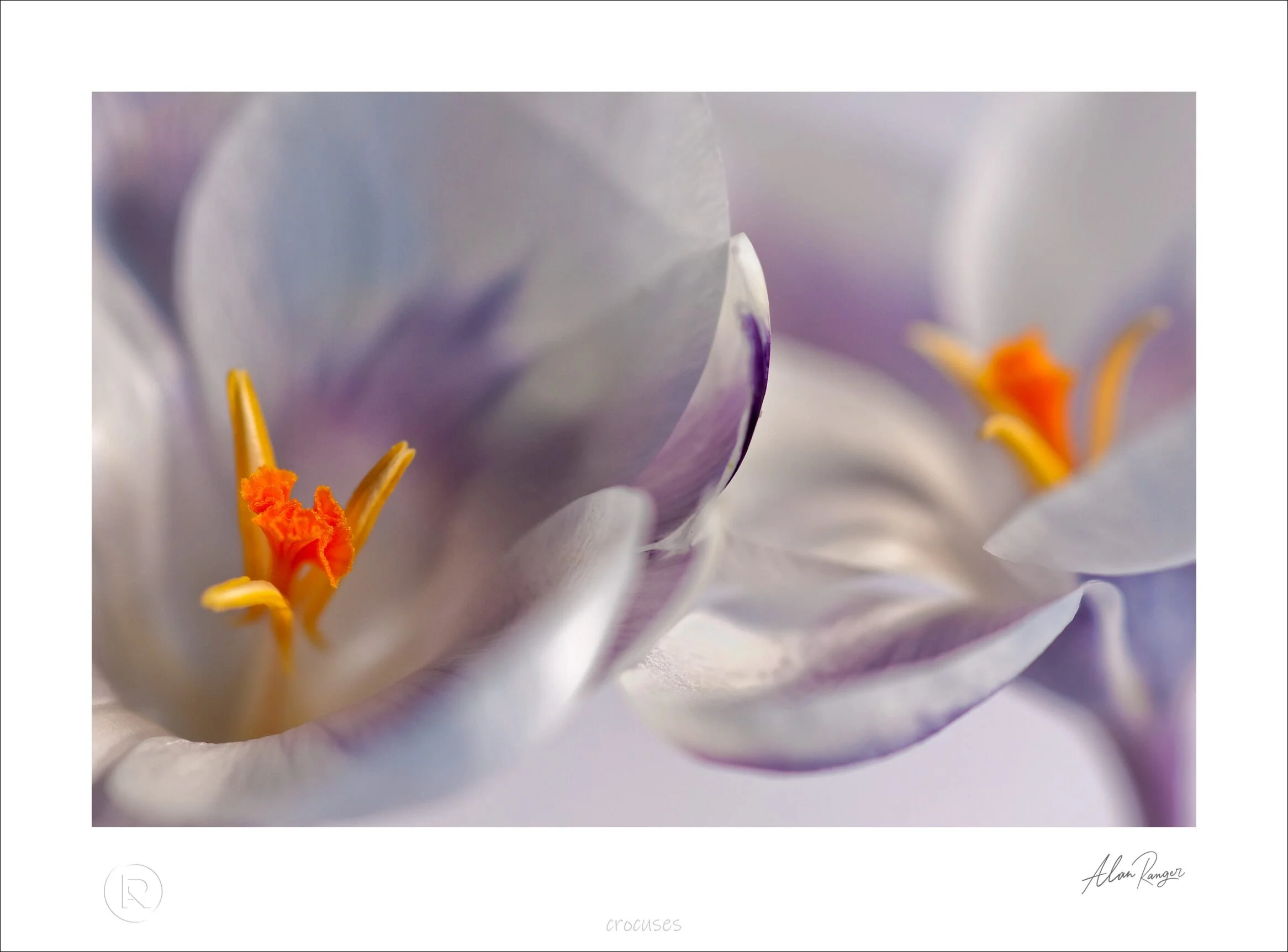 crocuses.jpg