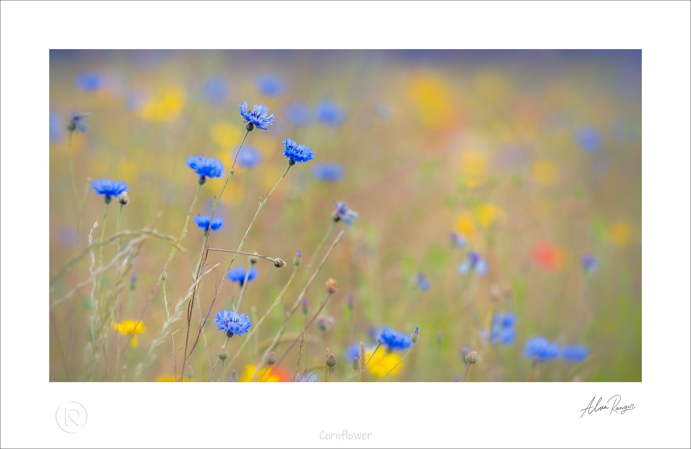 Cornflower.jpg