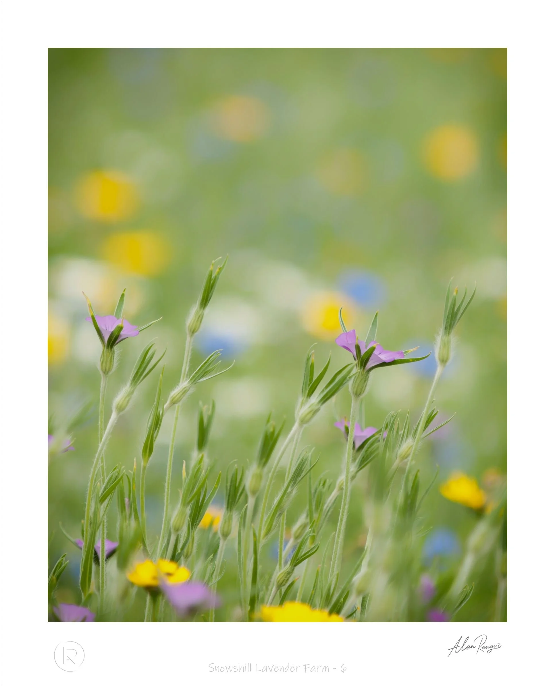 Snowshill Lavender Farm - 6.jpg