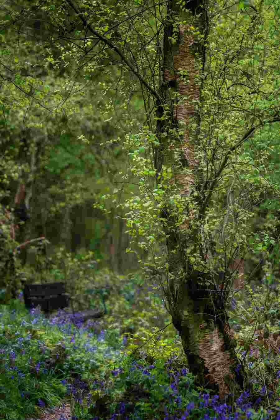 Millisons Wood #11 - May 2021.jpg