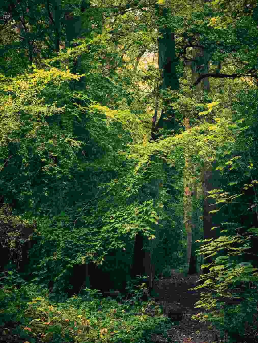 Plant Hiil Wood #01 - Oct 2023.jpg