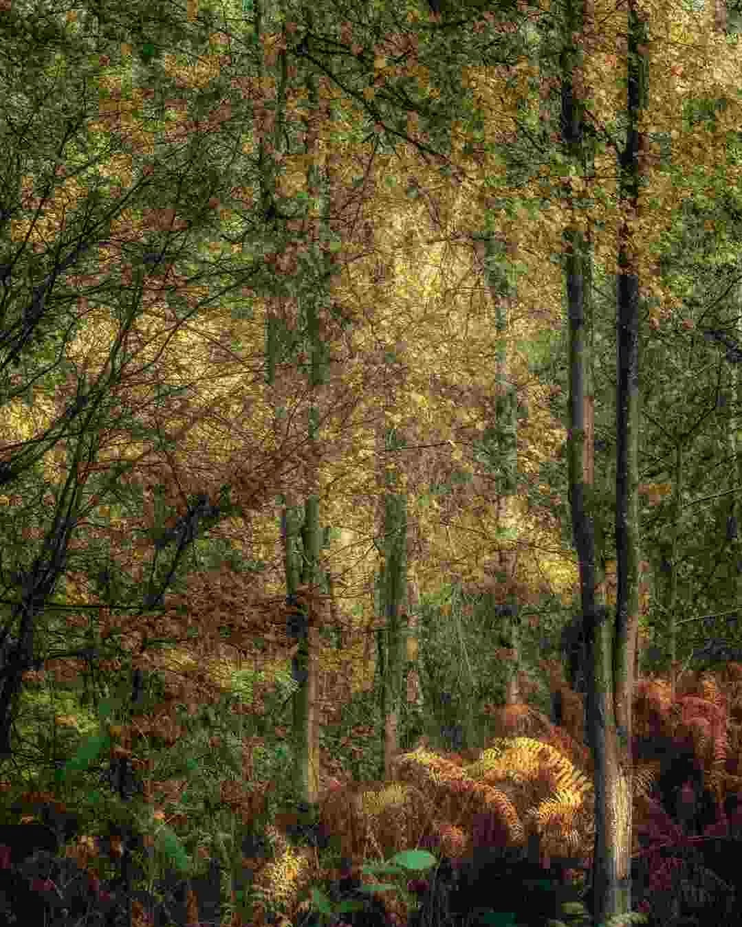 Crackley Wood - Kenilworth Nov 2020 - 002.jpg