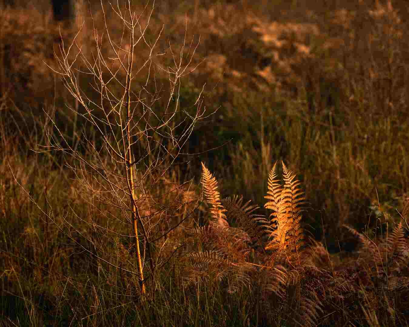 Hay Wood Dec 2019 - 4.jpg