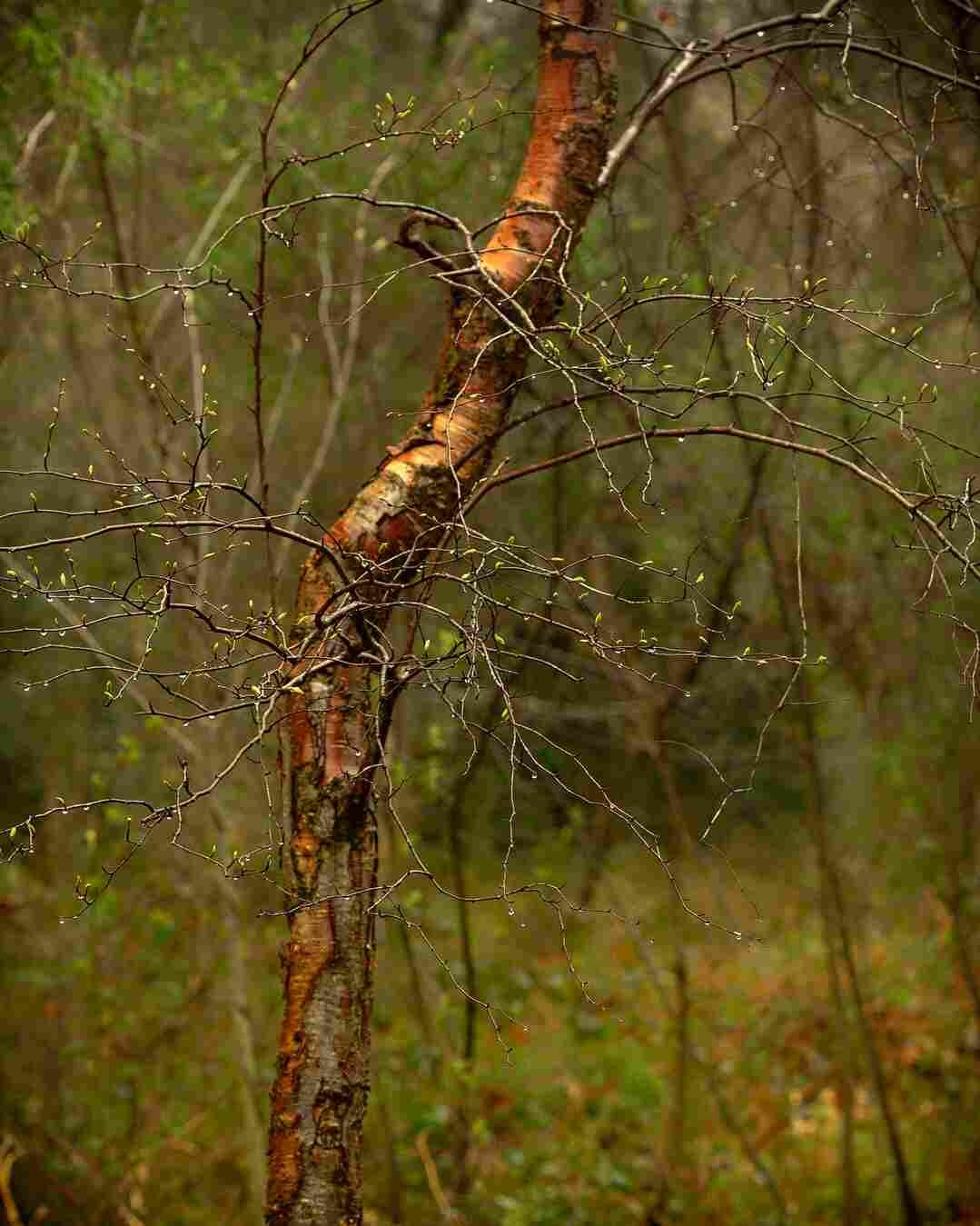 Woodland PHOTOGRAPHY WALKS