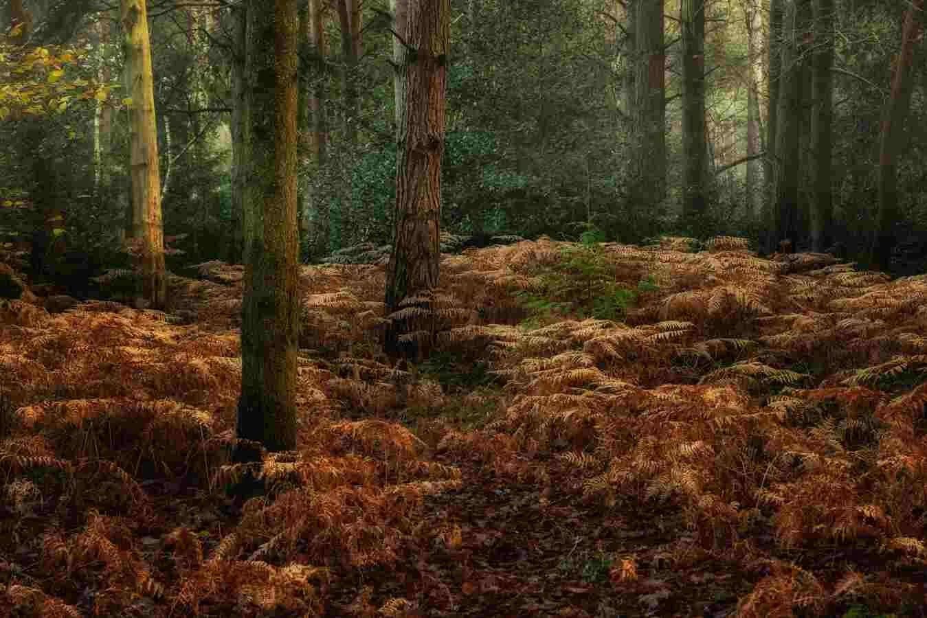 Hay Wood Dec 2019 - 1.jpg