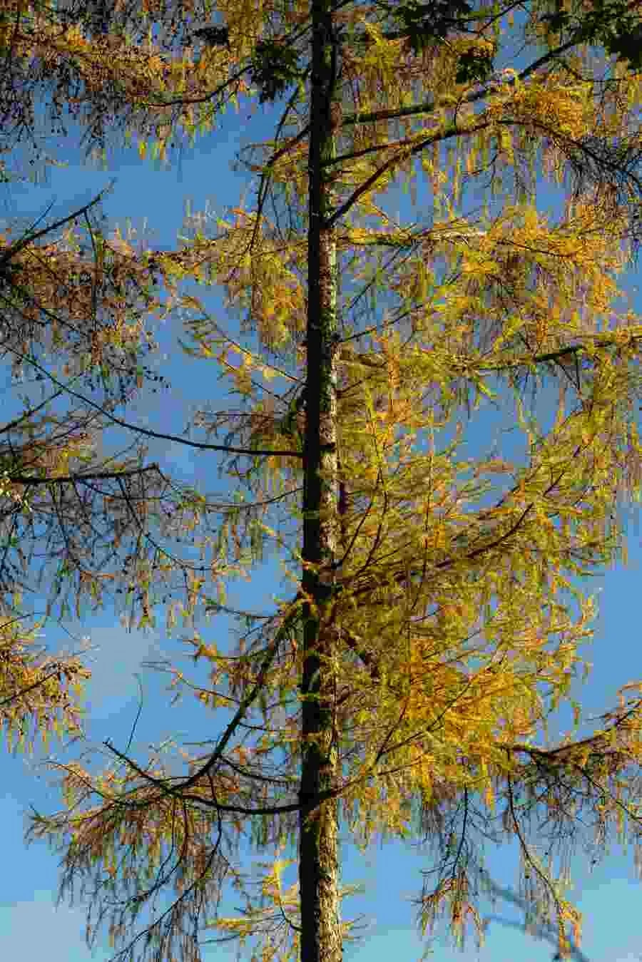Crackley Wood - Kenilworth Nov 2020 - 003.jpg