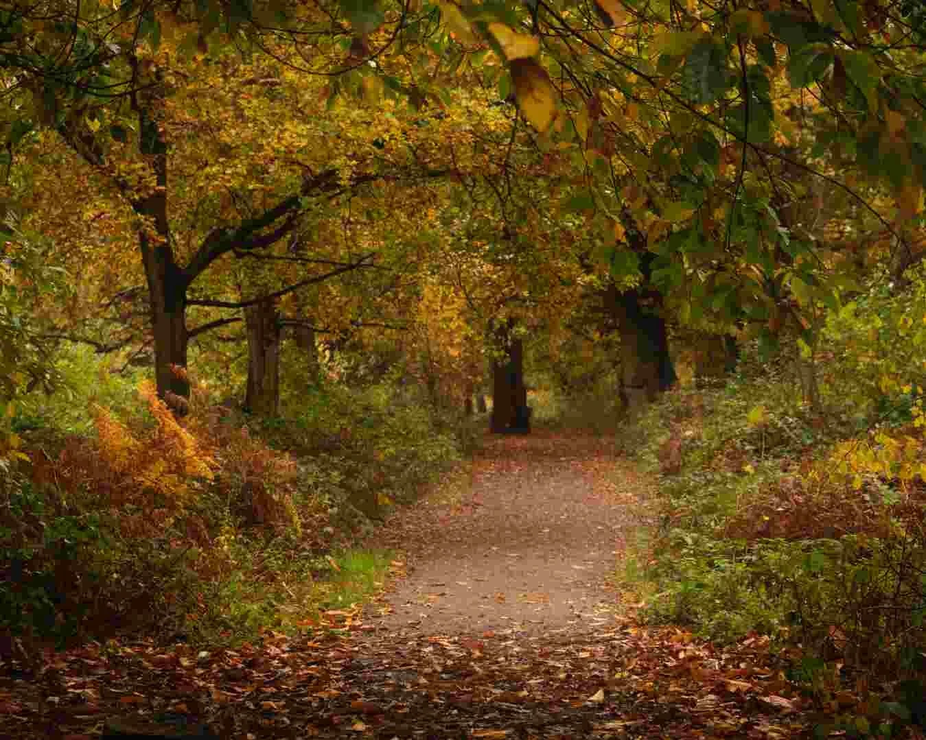 Crackley Wood - Nov 2019 - 8.jpg