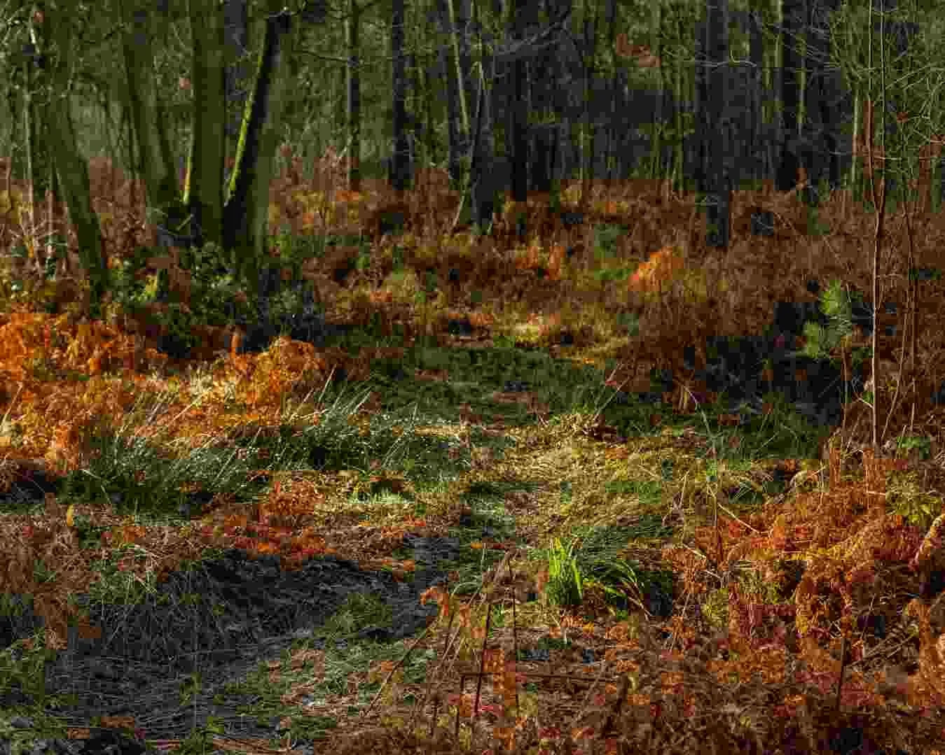 Hay Wood #11 - Jan 2022.jpg