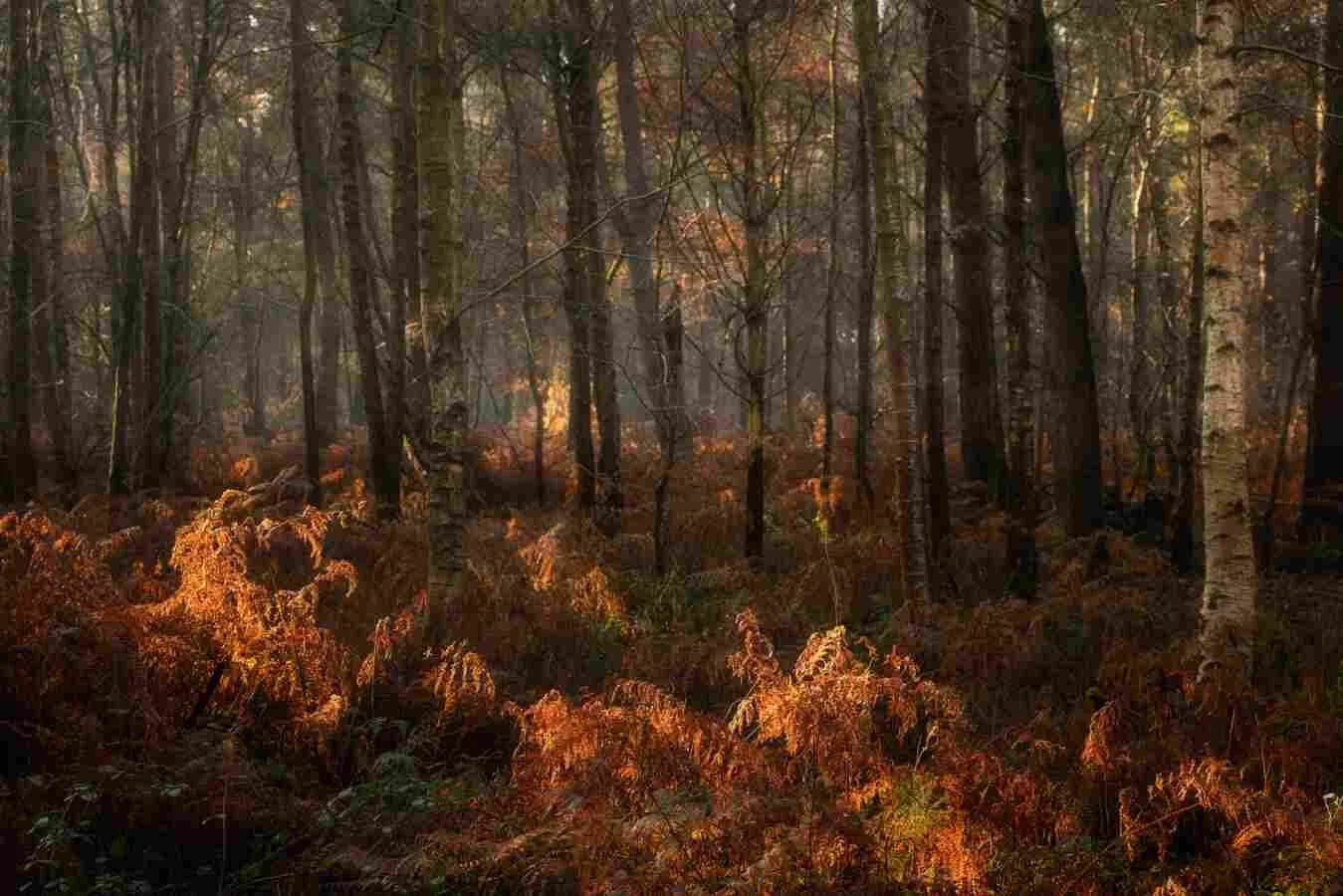 Hay Wood Dec 2019 - 5.jpg