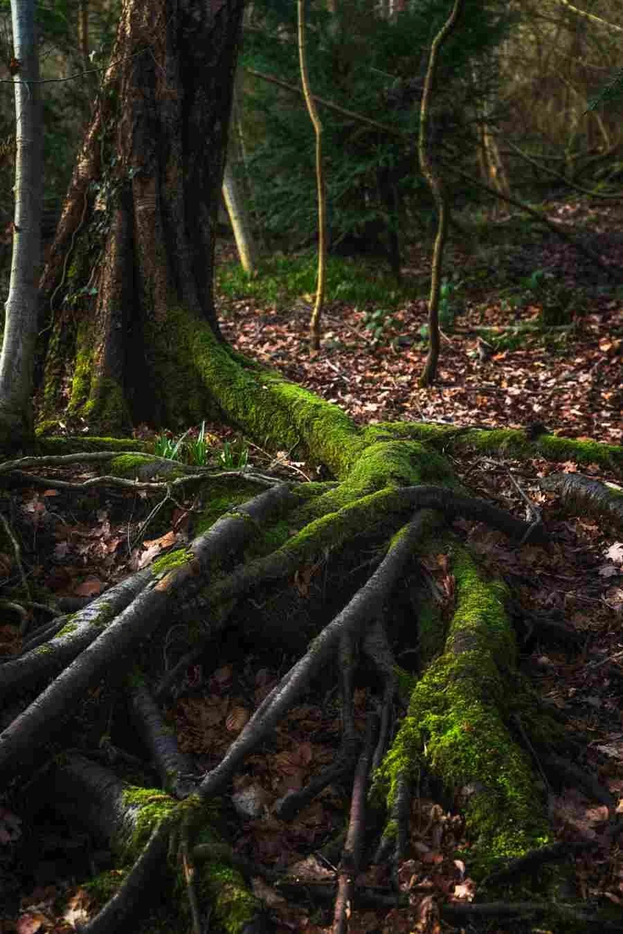 Moseley Bog Mar 2019 - Roots.jpg