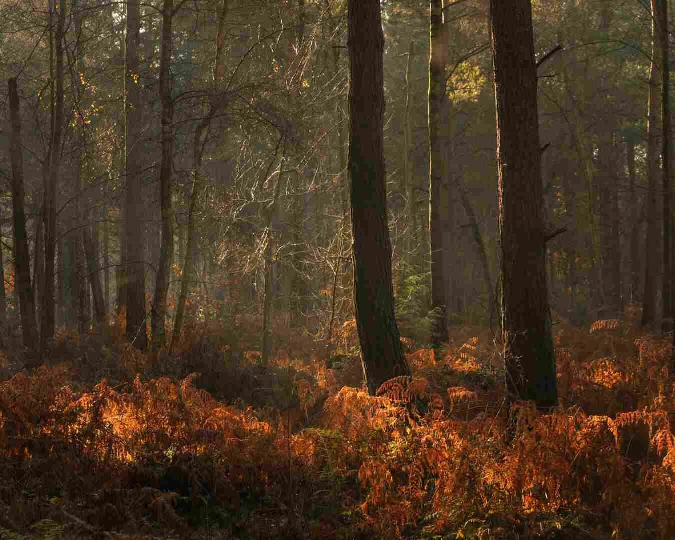 Hay Wood Dec 2019 - 6.jpg